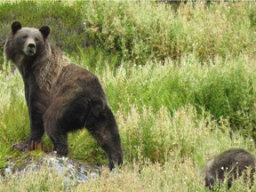 A grizzly bear with a cub is on high alert near Whistler in August 2015.