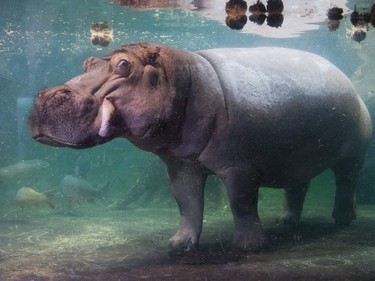 A hippo is pictured on January 12, 2017 in Hannover zoo.