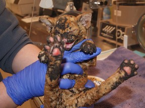 Suffering from smoke inhalation, burns, and badly singed fur and whiskers, the eight-week-old orange tabby kitties, named Virginia and Slip, are recuperating in incubators, and Abbotsford BC SPCA Branch staff are hoping the public can help them on their road to recovery.