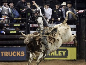 Ty Pozzobon aboard Bone Handle at the Professional Bull Riders Monster Energy Invitational in New York's Madison Square Garden in 2013. The 25-year-old Pozzobon was found dead near his hometown of Merritt on Monday afternoon.