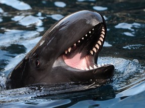 Rescued cetacean Chester, a false killer whale, in action at the Vancouver Aquarium in Vancouver, BC., January 24, 2017.