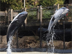 Rescued cetaceans Helen, right, a Pacific white-sided dolphin, and Chester, a false killer whale, at the Vancouver Aquarium on Tuesday. NICK PROCAYLO/PNG