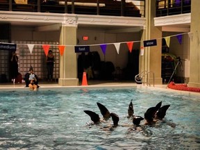 Glenn Lewis&#039;s synchronized swimming routine featuring shark-fin aquatic caps is shown in a handout photo.Lewis is among the winners of this year&#039;s Governor General&#039;s Awards in Visual and Media Arts. THE CANADIAN PRESS/HO, *MANDATORY CREDIT*