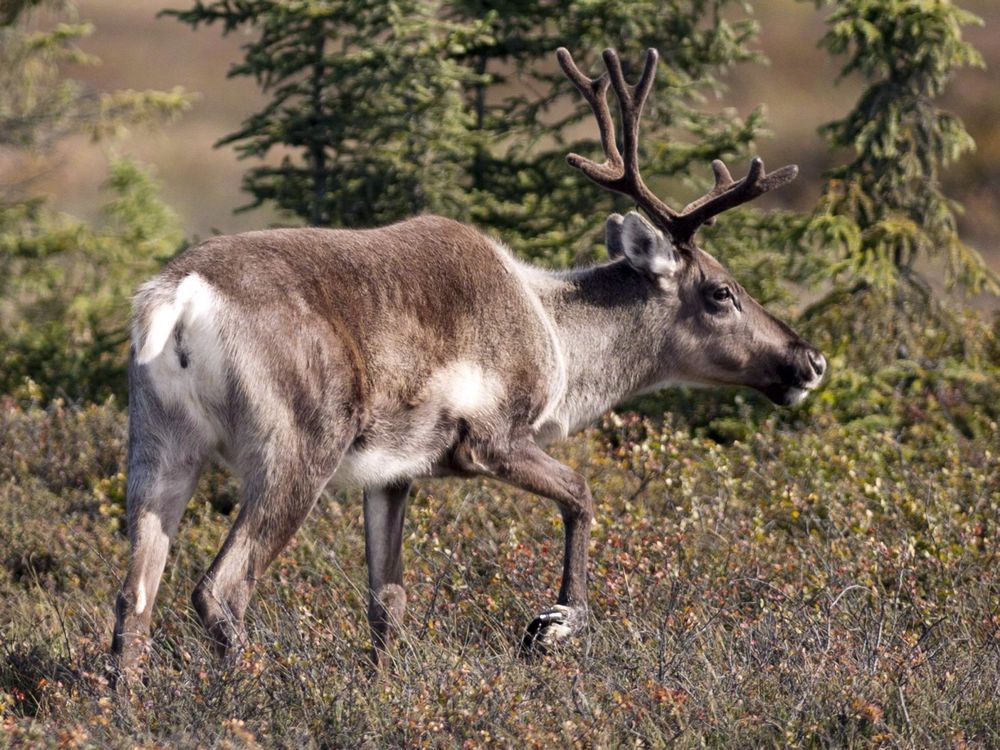 B.C. northern caribou 27m pledged to help survival of species