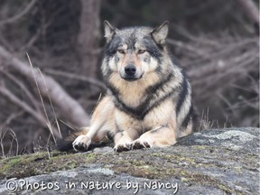 A male wolf pictured in the Chatham Islands, off Oak Bay near Victoria. ‘It was a lucky encounter,’ said photographer Nancy Brown-Schembri. ‘He just wandered out of the woods and sat down on the rock.’