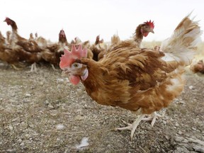 FILE PHOTO: Thousands of chickens perished in a barn fire in Abbotsford on Monday.