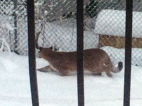 Coast Meridian Road resident Chelsea Giesbrecht took this picture a cougar she saw watching her chicken coop Wednesday last week. Conservation officers are trying to trap two cougars after multiple sightings.