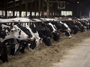 Dairy cows are fed at the Kooyman family dairy farm in Chilliwack, B.C., Tuesday, June, 10, 2014.