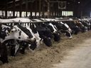 Las vacas lecheras son alimentadas en la granja lechera de la familia Coeyman en Chilliwack, Columbia Británica, el martes 10 de junio de 2014.