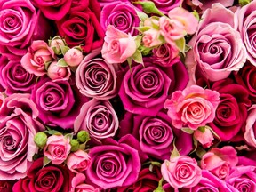 Picking the right flower colour is important to send the right message for Valentine's Day.