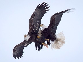 An eagle steals food from the claws of another while flying over a farm in Delta, B.C., on Sunday February 5, 2017. Hundreds of eagles have gathered in the area near a large organic composting facility to feed during a recent cold snap.