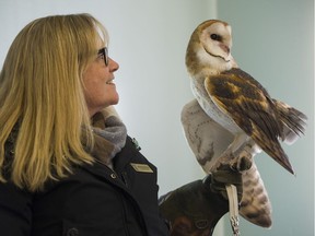 Barn owls.