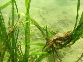 Marine life such as fish and crabs will benefit from a Port of Vancouver plan to plant four hectares of eelgrass near the Tsawwassen ferry terminal.