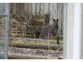 Langley resident Shauna Stam says she had an exciting Saturday morning when a wallaby turned up in her back yard. Mounties arrived moments before the rogue marsupial's owners showed up with a fishing net and dog crate.