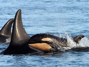 FILE PHOTO: A new baby orca whale is seen swimming alongside an adult whale in the Haro Strait between San Juan Islands, Wash., and Vancouver Island. Seals and sea lions are voracious consumers of juvenile chinook salmon — itself a threatened species — and that may have a serious impact on the number of mature fish that return to the Salish Sea where local orcas feed each summer, researchers say.