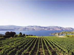 Quail's Gate Winery  in West Kelowna.