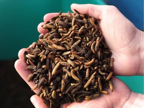 Enterra's feed, derived from black soldier fly larvae, has been approved for use as feed for farmed fish and poultry.