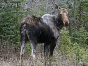 A moose is shown in the Tumbler Ridge area. The sight of an ungainly and mostly hairless white moose trudging into a northern British Columbia town has become the most visible sign of the winter tick problem in the province.