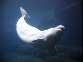 Two belugas that died at the Vancouver Aquarium last fall succumbed to a mysterious toxin, according to a five-month investigation. The deaths of belugas Aurora and daughter Qila in November of 2016 thrust the issue of cetaceans in captivity into the spotlight.