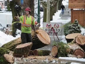 Work crews remove a large tree which fell onto two houses in the 2011 block of East 6th Ave during stormy weather in Vancouver, February 5, 2017.