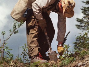 A tree-planter works at reforesting the Bowron Lake clear-cut in south-central B.C. in June 1992.