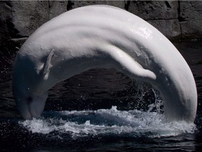 FILE PHOTO Beluga whale Qila leaps out of the water at the Vancouver Aquarium in Vancouver, B.C., on Wednesday, June 25, 2014. Qila died in November, 2016.