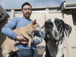 James Tsai runs Arf Arf Bark Bark Rescue, a non-profit rehab centre for large-breed dogs, particularly Great Danes. He's pictured Feb. 17 at his Surrey home with Sammie, a 2 1/2-year-old Formosan Mountain Dog crossed with possibly Chihuahua rescued from Taiwan, and Tonka, black and white fur, a 22-month-old Great Dane rescued from New York in October 2016.