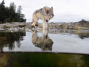 Videographer Tavish Campbell captured amazing images of B.C.'s wildlife in an effort to preserve their place in the environment.