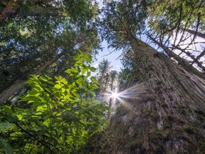 Critics of British Columbia's plan to combat climate change by planting trees note that it takes decades for them to sequester carbon in significant amounts.