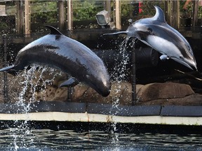 FILE PHOTOS Rescued cetaceans Helen, a Pacific white-sided dolphin and Chester, a false killer whale in action at the Vancouver Aquarium in Vancouver, BC., January 24, 2017.
