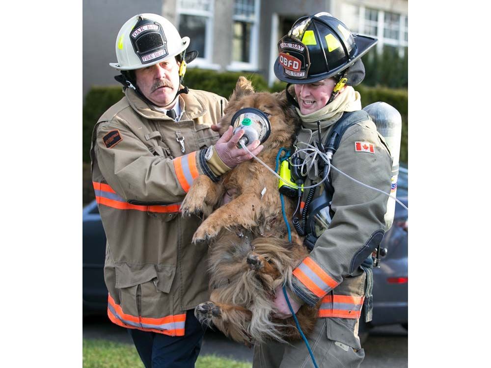 Oak Bay Firefighters Rescue Distraught Man's Dog From House Fire 