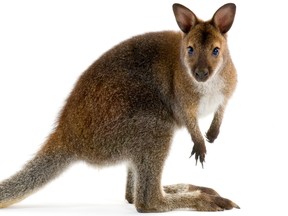 The search is over for a missing wallaby in Langley.