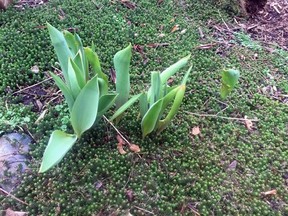 In this March 2, 2017 photo tulip plants in a yard near Langley, Wash., are showing leaves in their third season but there is no guarantee they will bloom. If their leaves are small, the bulbs may have to be dug up and divided. After several years, they often become crowded and starved for food. (Dean Fosdick via AP)