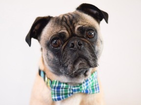 A dog wears a bow-tie collar from the Vancouver-based brand Danes & Divas.