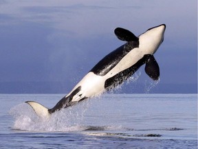 A program led by the Vancouver Fraser Port Authority will examine how endangered southern resident killer whales respond to slower vessel speeds and reduced underwater noise in a key summer feeding area off southern British Columbia.