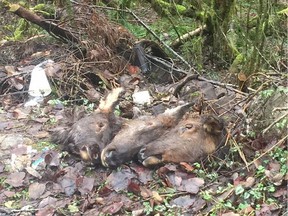 A hunter was let off with a warning after he laid out the heads of three legally shot elk as a warning to partying drug users who hang out on a remote road near Sumas Mountain, Abbotsford.