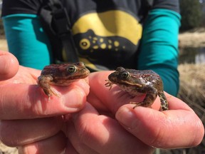 Two of about 100 juvenile Oregon spotted frogs, captive-raised by the Greater Vancouver Zoo and Vancouver Aquarium as part of a program to help the species, are about to be released into rehabilitated habitat near Agassiz on Thursday.