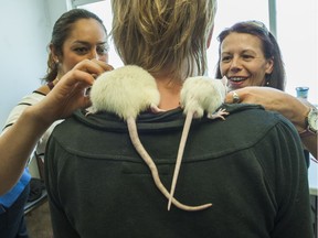 Paws For Hope volunteers check out pet rats at Triage Emergency Shelter in Vancouver, B.C. June 7, 2015. Paws for Hope Animal Foundation is trying to unify the many animal rescue groups in Metro Vancouver.