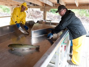 Atlantic salmon being processed at Kuterra's landlocked farm near Alert Bay.