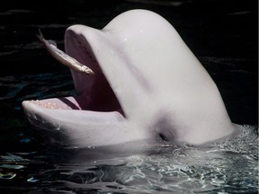 The Vancouver Aquarium's last two beluga whales died last year.