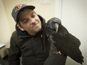 Canuck the Crow with Shawn Bergman, who has become close to the bird.