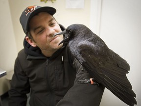 Canuck the Crow, with Shawn Bergman, who has become close to the bird.