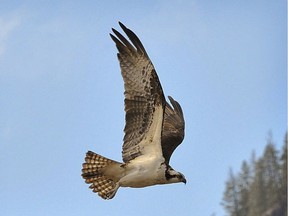 An Osprey takes flight from its nest along the highway just west of Keremeos.