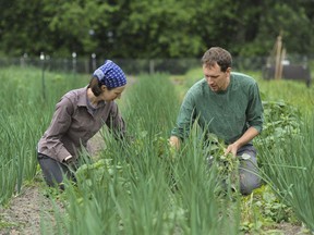 Andy and Cara Abrahams weed around vegetables at their one-and-a-half acre farm, Abundant Acre Family Farm, in Chilliwack, B.C. Friday, June 27, 2014.
Whether organic food delivers health and environmental benefits depends a great deal on who you are and where it is grown, according to a new study from the University of British Columbia.