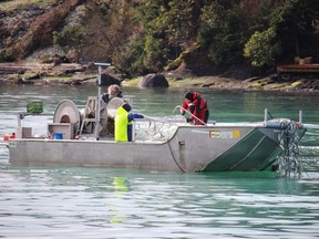 Commercial gillnetters harvest herring near the shoreline in Northwest Bay north of Nanaimo. The roe is exported to Japan.