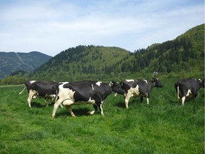 Cows freshly released from their barn cavort on pasture at the UBC Dairy Education and Research Centre in Agassiz.