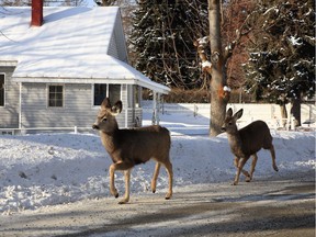 Deer trot down down a road in Kimberley in a file photo. Communities in southeastern B.C. are trying to manage habituated deer populations through culling and public education programs.