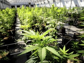 Canopy Growth Corp. says it will develop up to three million square feet of greenhouse growing capacity in British Columbia, more than doubling Canada’s biggest licensed marijuana producer’s production footprint.