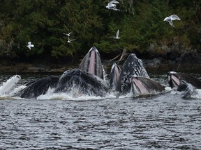 A new humpback whale study has detected a pattern in whale movements in the waters off the B.C. north coast.