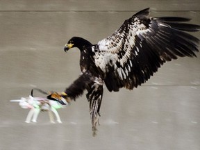A trained eagle grabs a drone for the Dutch police.